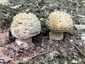 Piruló galóca (Amanita rubescens), Mátra